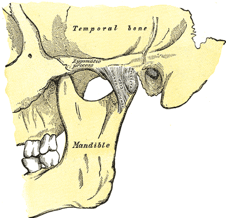 Temporomandibular-Joint.png
