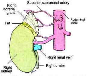 Adrenal Gland 