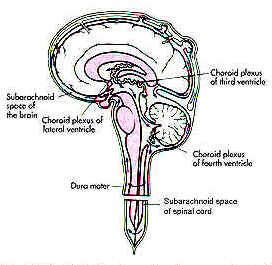 Cerebrospinal fluid circulation