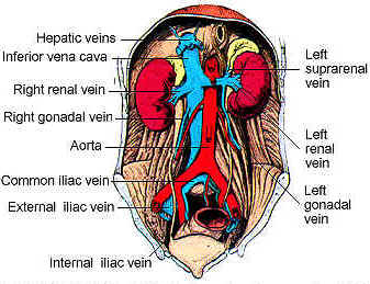 Hepatic-Veins.jpg  picture of Common Iliac Vein
