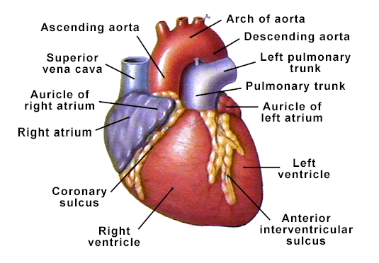 heart-picture.gif (58738 bytes)